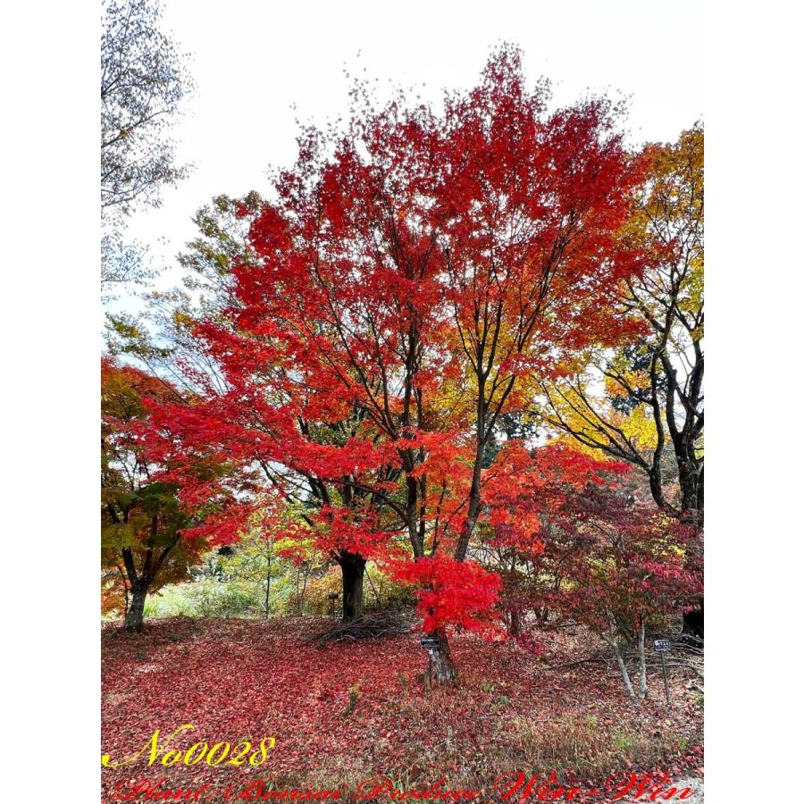 2021年 美景美観 伊呂波紅葉(イロハモミジ)の大樹 No28 : PLANT