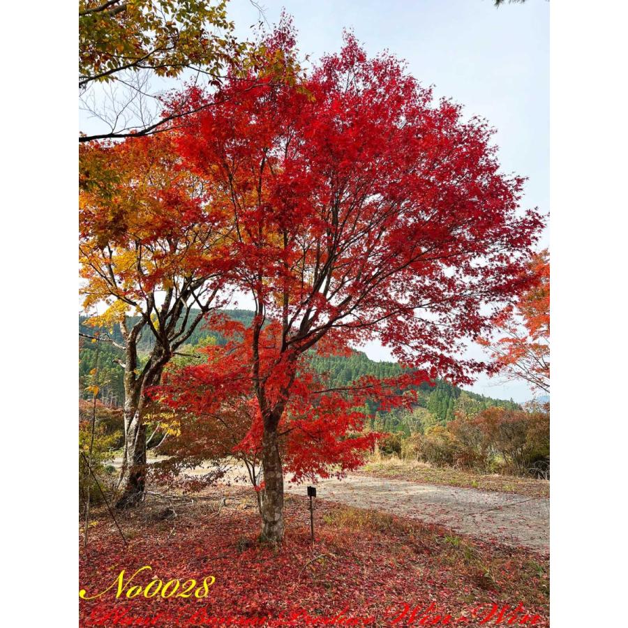 2021年 美景美観 伊呂波紅葉(イロハモミジ)の大樹 No28 : PLANT