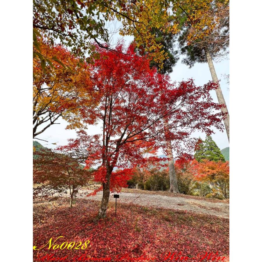 2021年 美景美観 伊呂波紅葉(イロハモミジ)の大樹 No28 : PLANT