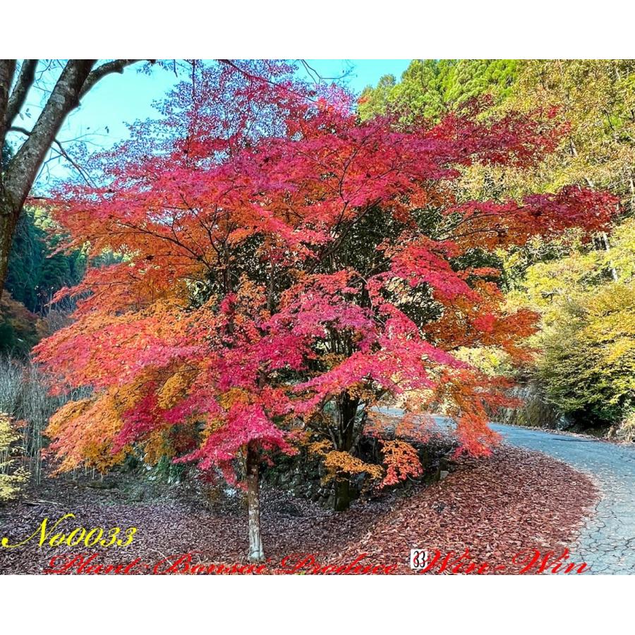 2021年 美景美観 伊呂波紅葉(イロハモミジ)の巨樹 No33 : PLANT