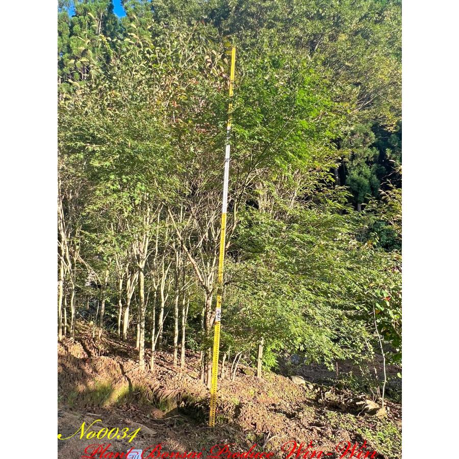 2022年 美景美観 自然形 伊呂波紅葉(イロハモミジ)双幹の中樹 No34