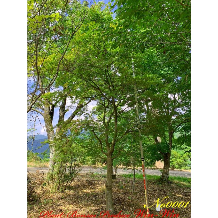 2021年 美景美観 伊呂波紅葉(イロハモミジ)出猩々(デショウジョウ)の中