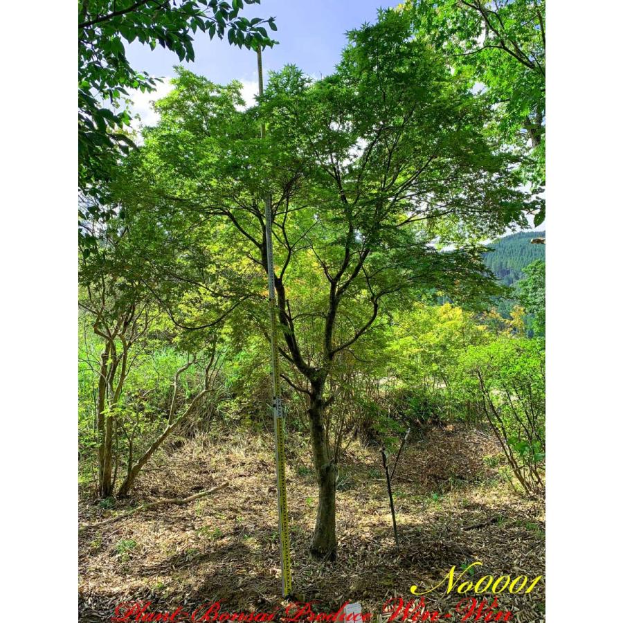 2021年 美景美観 伊呂波紅葉(イロハモミジ)出猩々(デショウ