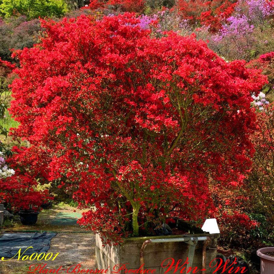 New Release 植木 霧島躑躅 キリシマツツジ Red No18 Fyyiksbeksttno18 Plant Bonsai Produce Win Win 通販 Yahoo ショッピング