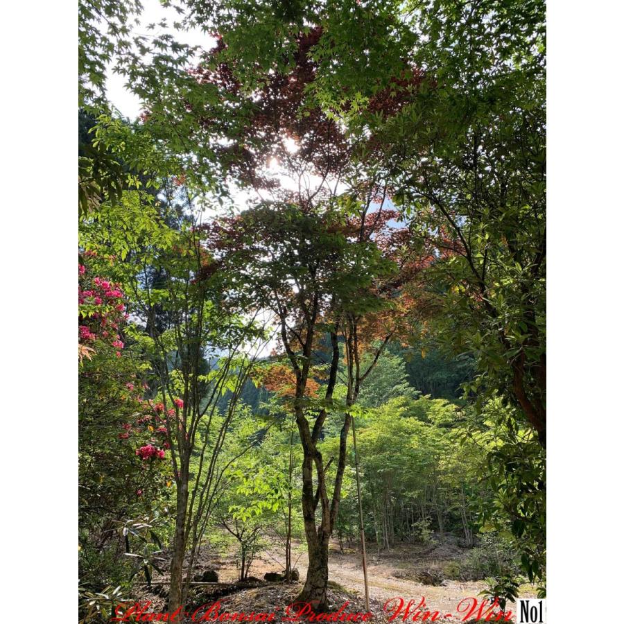 New Release 美景美観 特選野村紅葉 ノムラモミジ の巨樹 No1 Fyyiksbenmmz0001 Plant Bonsai Produce Win Win 通販 Yahoo ショッピング