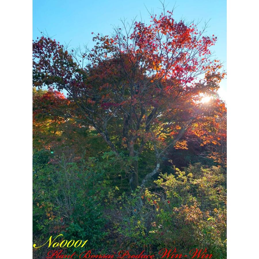 2020年 美景美観 大紅葉 緋の司(オオモミジ ヒノツカサの巨樹 No1
