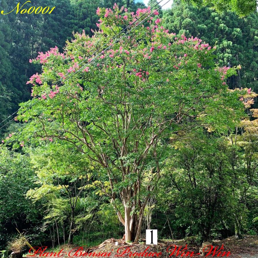 2021年 美景美観 最高峰株立 希少 百日紅(サルスベリ)の巨樹 No1 (PALE PINK)｜plantbonsaiwinwin