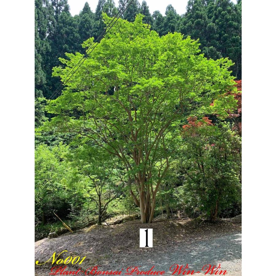 2021年 美景美観 最高峰株立 希少 百日紅(サルスベリ)の巨樹 No1 (PALE
