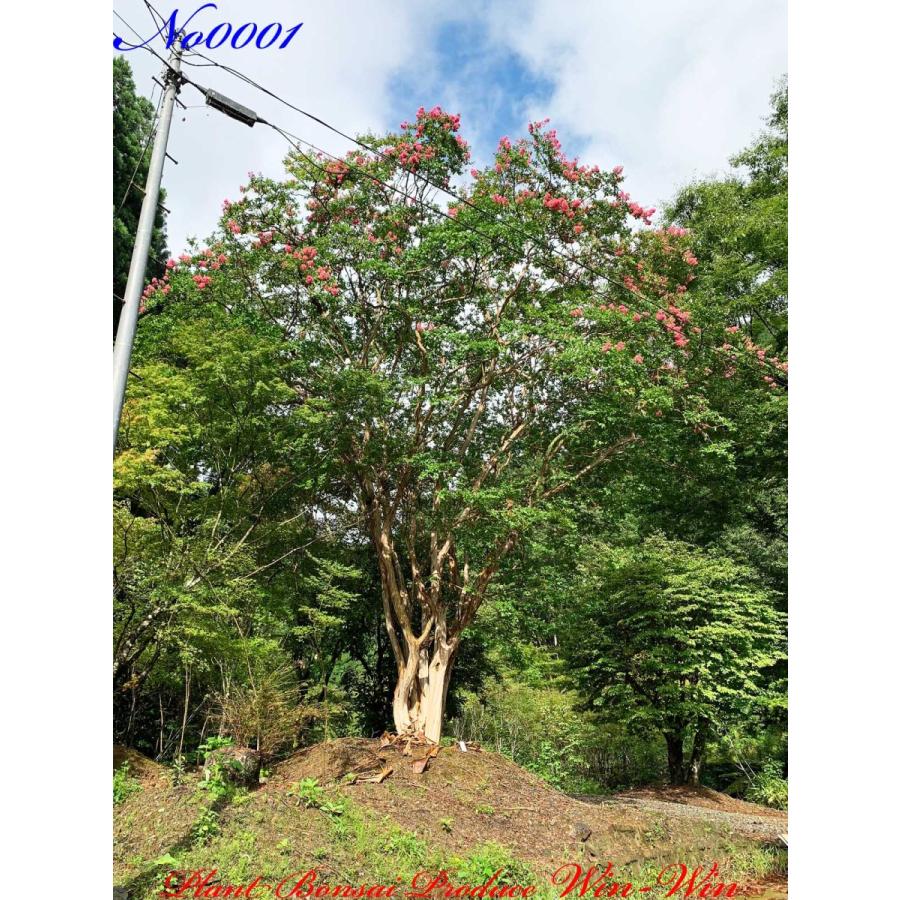 2021年 美景美観 最高峰株立 希少 百日紅(サルスベリ)の巨樹 No1 (PALE