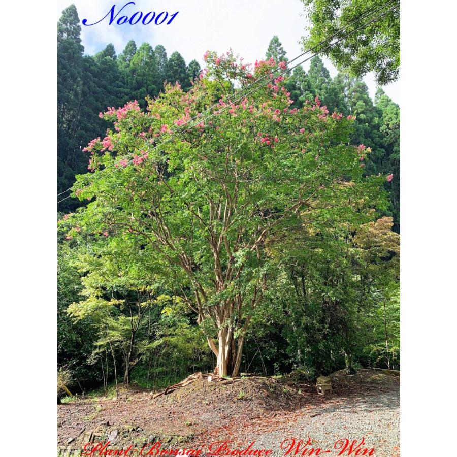 2021年 美景美観 最高峰株立 希少 百日紅(サルスベリ)の巨樹 No1 (PALE