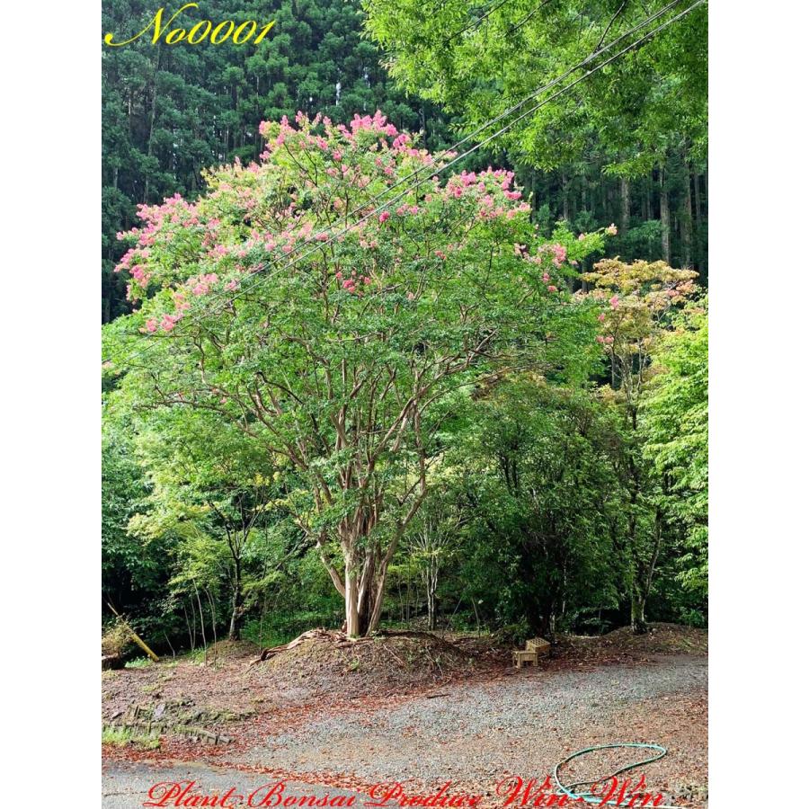 2021年 美景美観 最高峰株立 希少 百日紅(サルスベリ)の巨樹 No1 (PALE PINK)｜plantbonsaiwinwin｜14