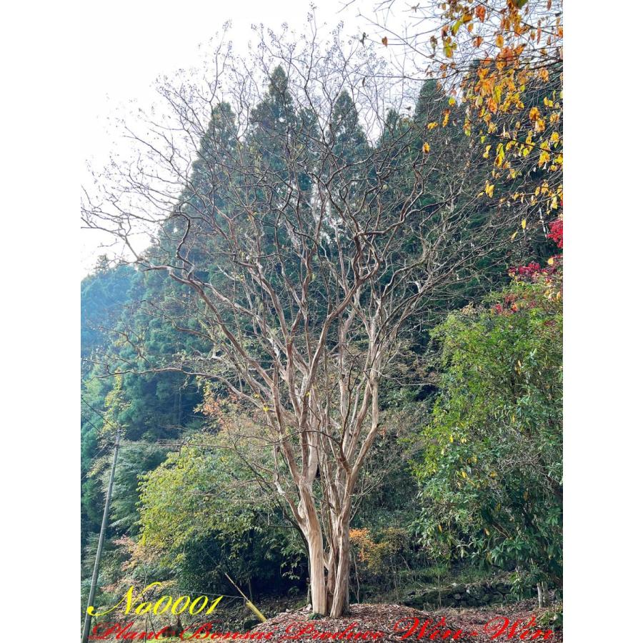 2021年 美景美観 最高峰株立 希少 百日紅(サルスベリ)の巨樹 No1 (PALE