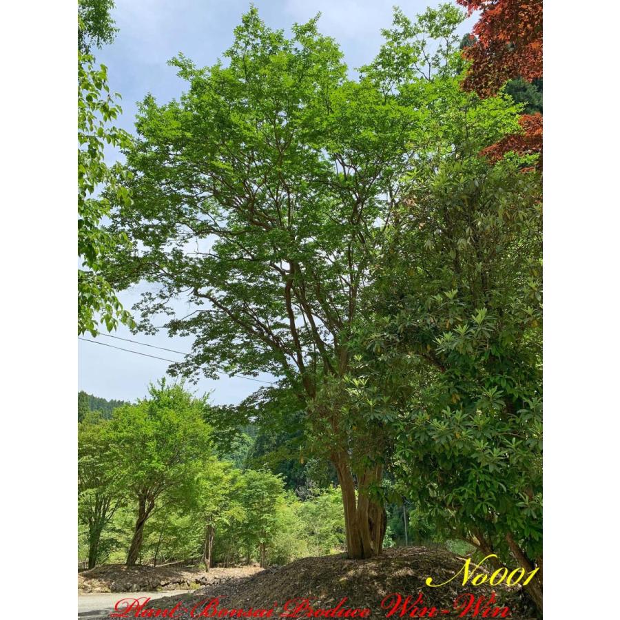 2021年 美景美観 最高峰株立 希少 百日紅(サルスベリ)の巨樹 No1 (PALE