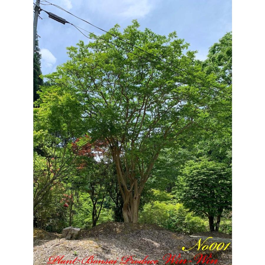 2021年 美景美観 最高峰株立 希少 百日紅(サルスベリ)の巨樹 No1 (PALE