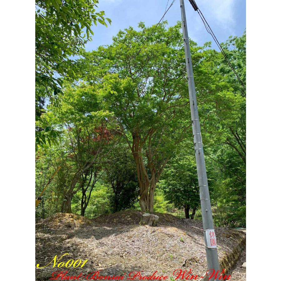 2021年 美景美観 最高峰株立 希少 百日紅(サルスベリ)の巨樹 No1 (PALE