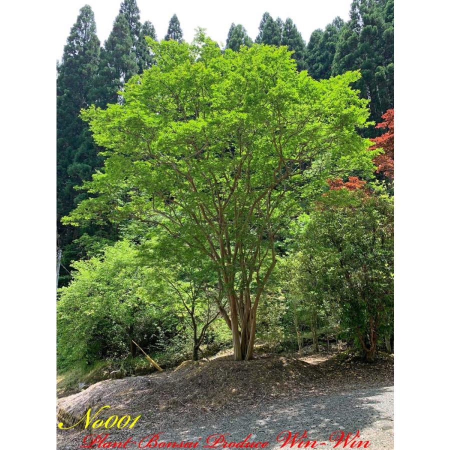 New Release 美景美観 最高峰株立 希少 百日紅 サルスベリ の巨樹 No1 色 Pale Pink Fyyiksbess0001 Plant Bonsai Produce Win Win 通販 Yahoo ショッピング
