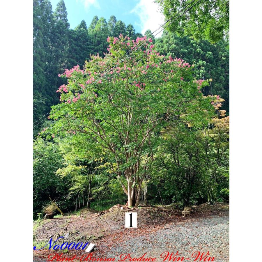 姫サルスベリ　樹高10㎝未満　足元太し　希少 Amazon | 盆栽 姫サルスベリ（赤紫花）の鉢植え盆栽【現品】 2023夏