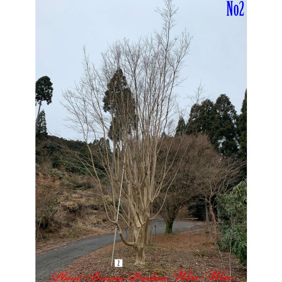 21年 植木 落葉樹 New Release Purple 美景美観 百日紅 サルスベリ の大樹 No2 色 Pale Purple New Fyyiksbess0002 Plant Bonsai Produce Win Win