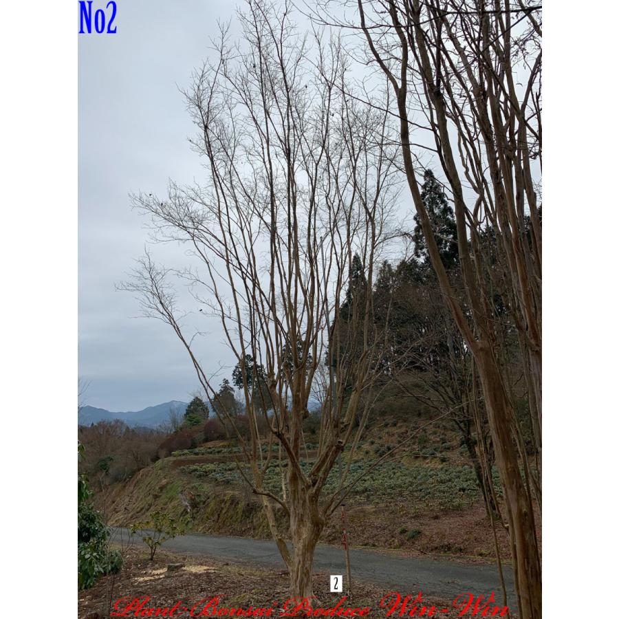 21年 植木 落葉樹 New Release Purple 美景美観 百日紅 サルスベリ の大樹 No2 色 Pale Purple New Fyyiksbess0002 Plant Bonsai Produce Win Win