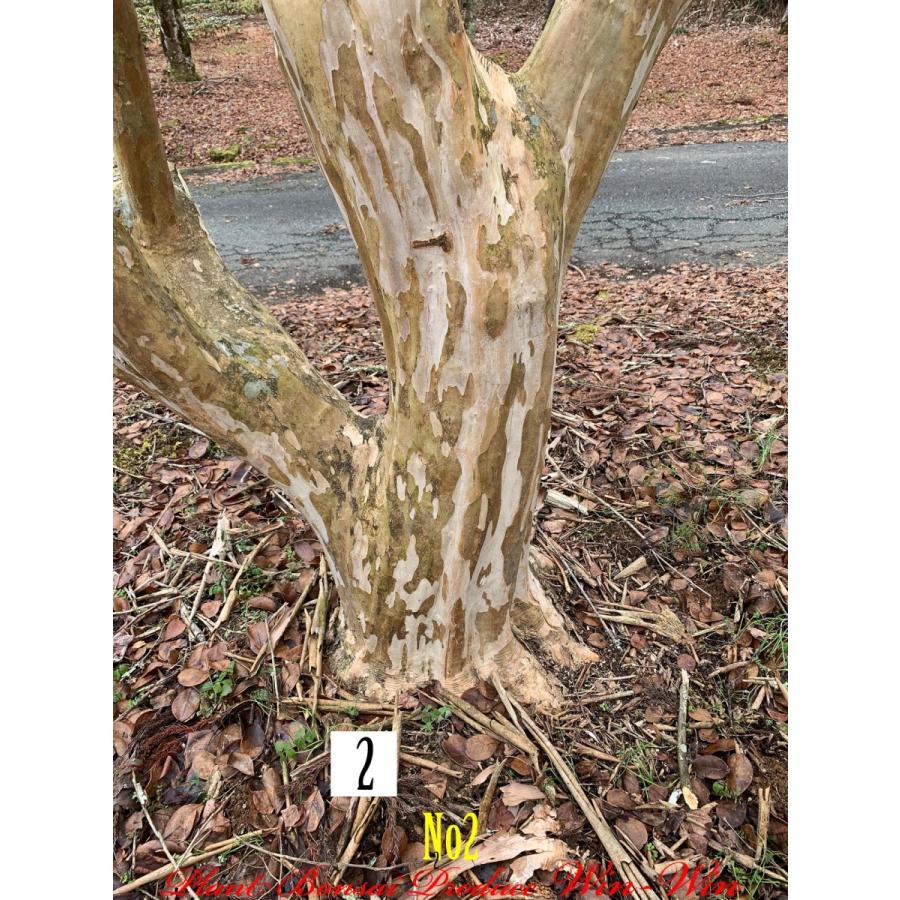 21年 植木 落葉樹 New Release Purple 美景美観 百日紅 サルスベリ の大樹 No2 色 Pale Purple New Fyyiksbess0002 Plant Bonsai Produce Win Win