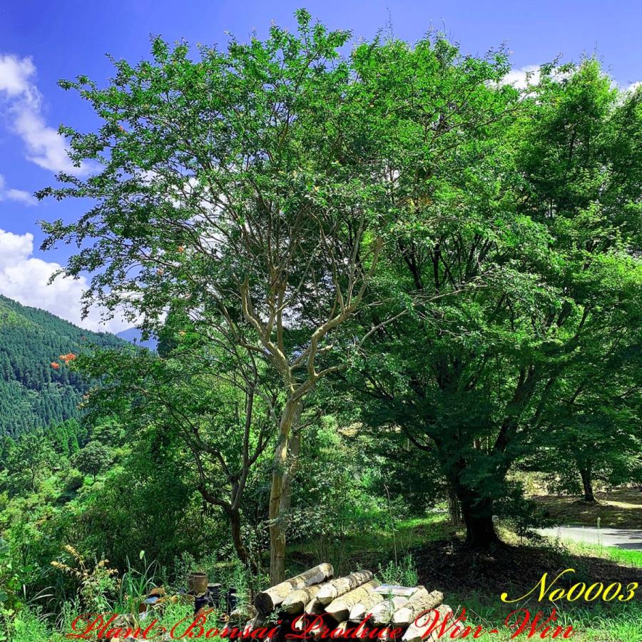 2021年 美景美観 百日紅(サルスベリ)の大樹 No3 (PALE PURPLE) : PLANT