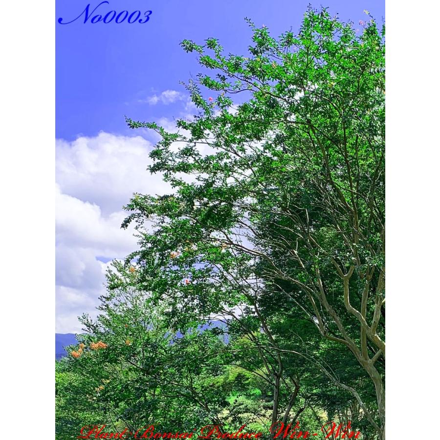 2021年 美景美観 百日紅(サルスベリ)の大樹 No3 (PALE PURPLE) : PLANT