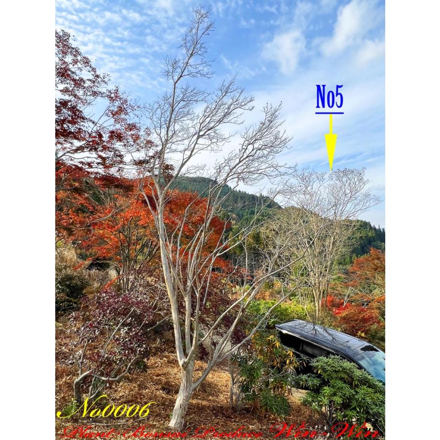 2021年 美景美観 百日紅(サルスベリ)の大樹 No6 (PALE PURPLE) : PLANT