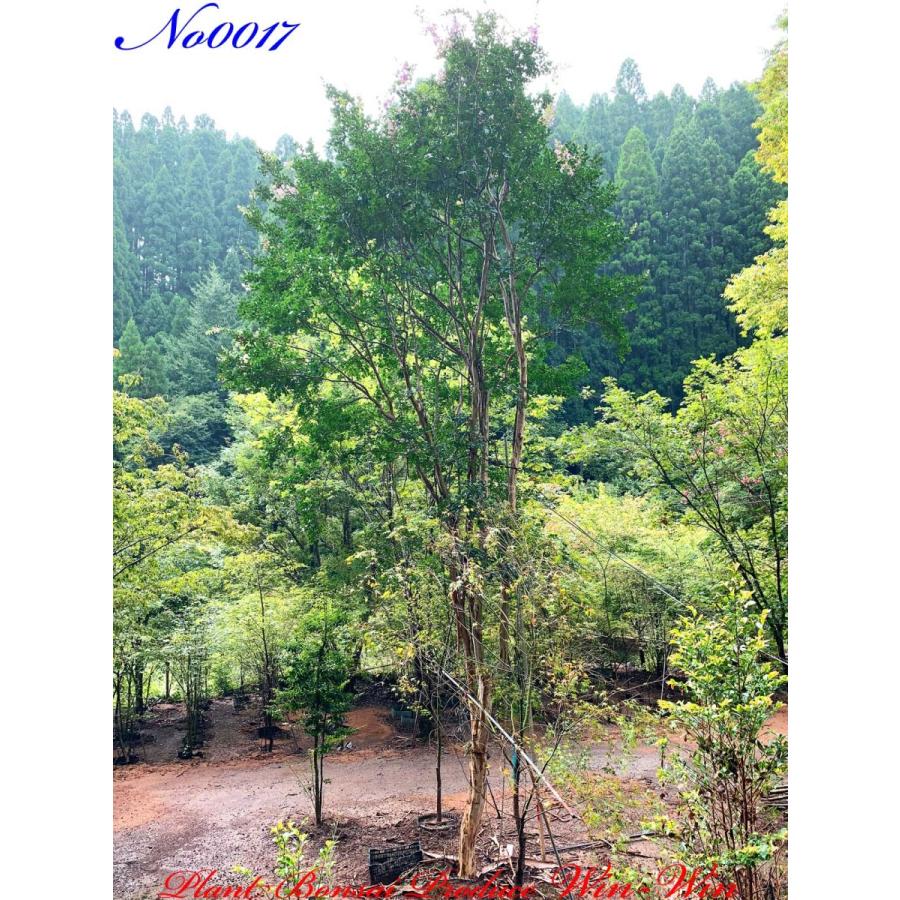 2021年 美景美観 百日紅(サルスベリ)の巨樹 No17 (PALE PURPLE