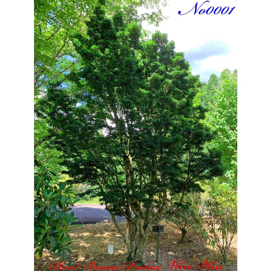 2020年 美景美観 獅子頭紅葉(シシガシラモミジ)の大樹 No1 : PLANT