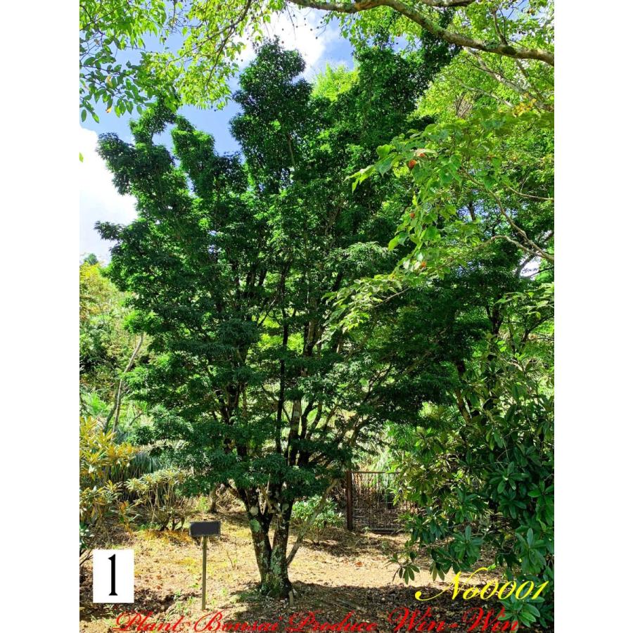 2020年 美景美観 獅子頭紅葉(シシガシラモミジ)の大樹 No1 2020年 美景美観 獅子頭紅葉(シシガシラモミジ)の大樹 No1