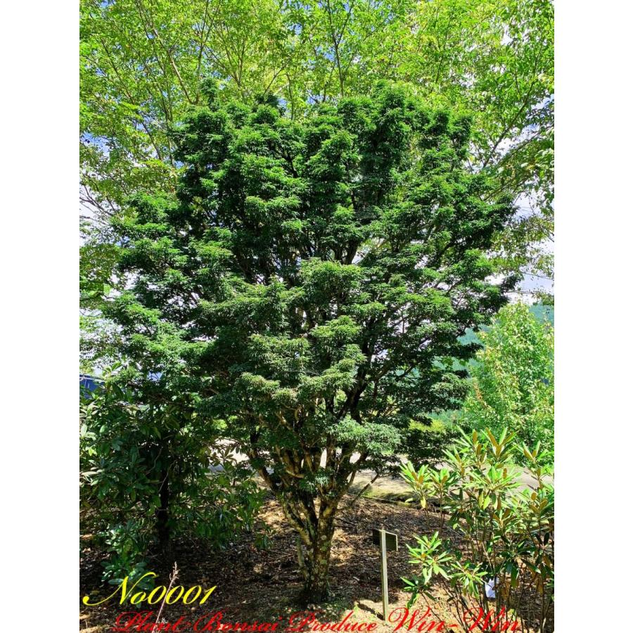 2020年 美景美観 獅子頭紅葉(シシガシラモミジ)の大樹 No1 : PLANT