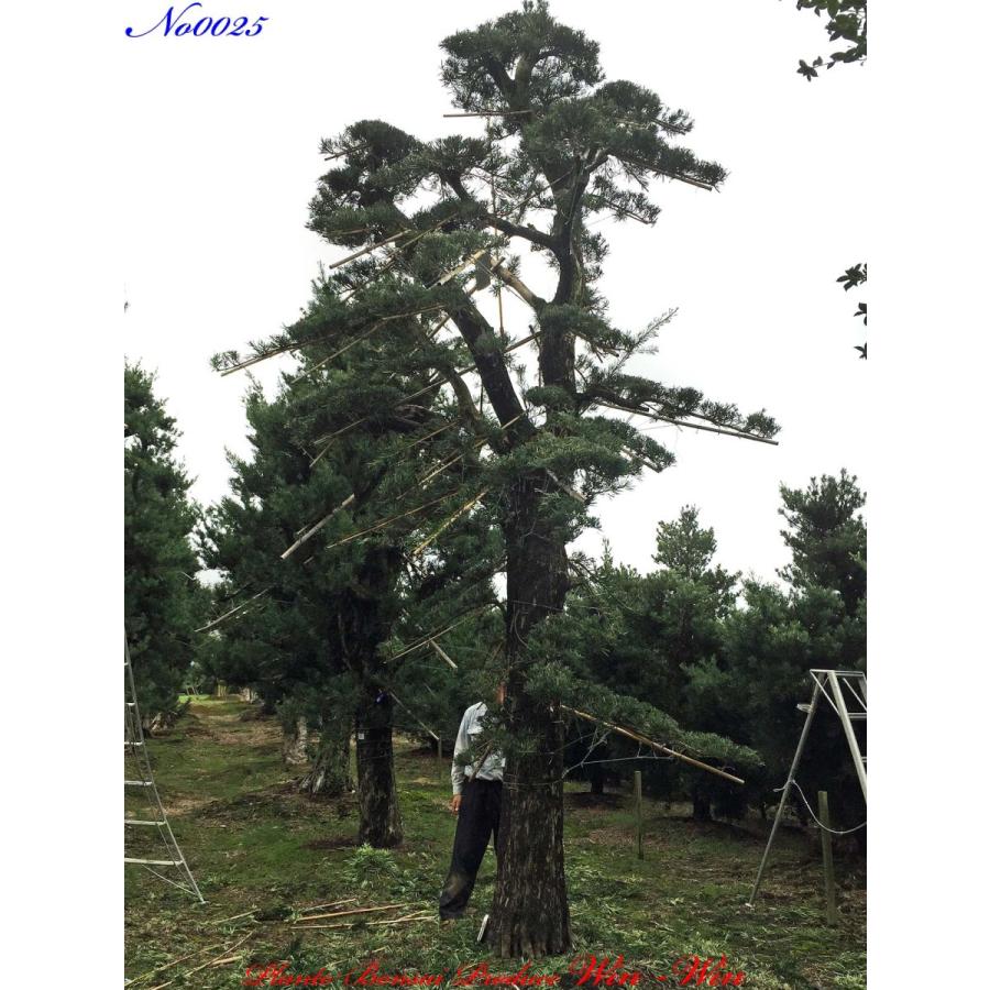 植木 美景美観 羅漢槇(ラカンマキ)の中樹 No25 : PLANT・BONSAI