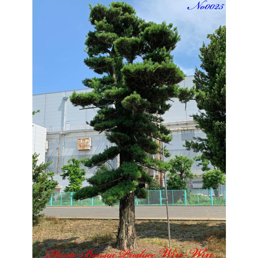 ラカンマキ庭木（年数持ち込み古い） 植木 美景美観 羅漢槇(ラカンマキ)の中樹 No25 : PLANT・BONSAI
