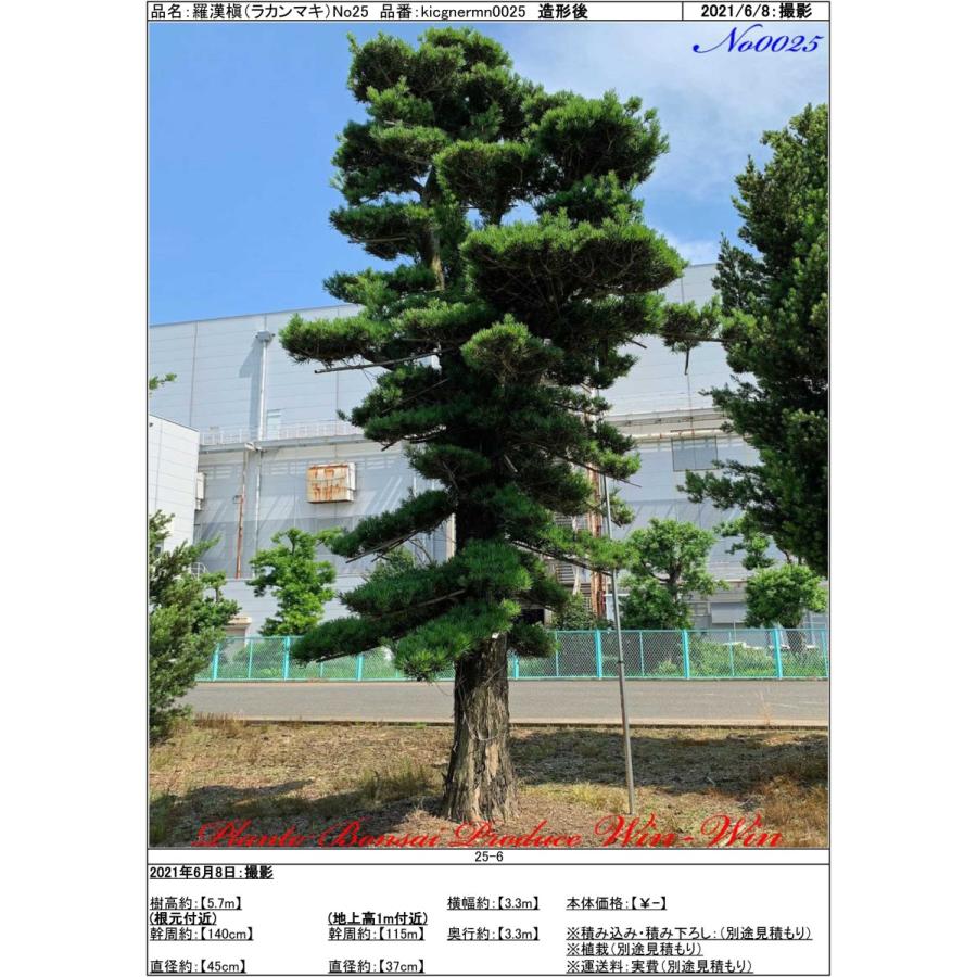 ラカンマキ庭木（年数持ち込み古い） ラカンマキ 一才性 マキ の特徴と育て方 | 苗木部の部室 〜苗木、育て