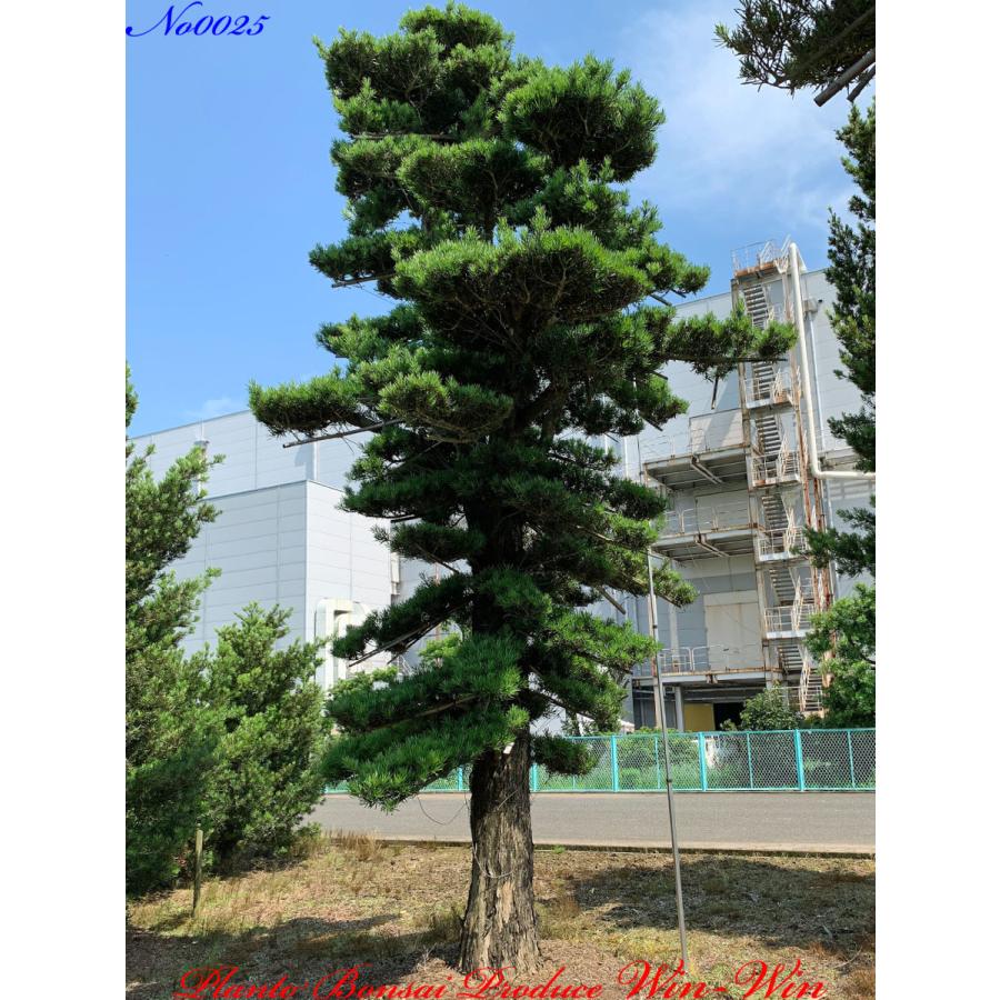 植木 美景美観 羅漢槇(ラカンマキ)の中樹 No25 : PLANT・BONSAI