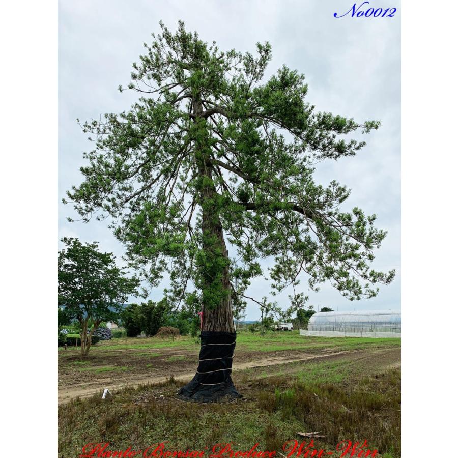 植木 希少価値の高い美景美観の枝垂れ羅漢槇(シダレラカンマキ)の巨樹