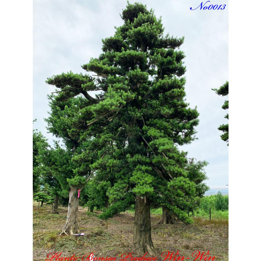 植木 美景美観 羅漢槇(ラカンマキ)の大樹 No13 : PLANT・BONSAI