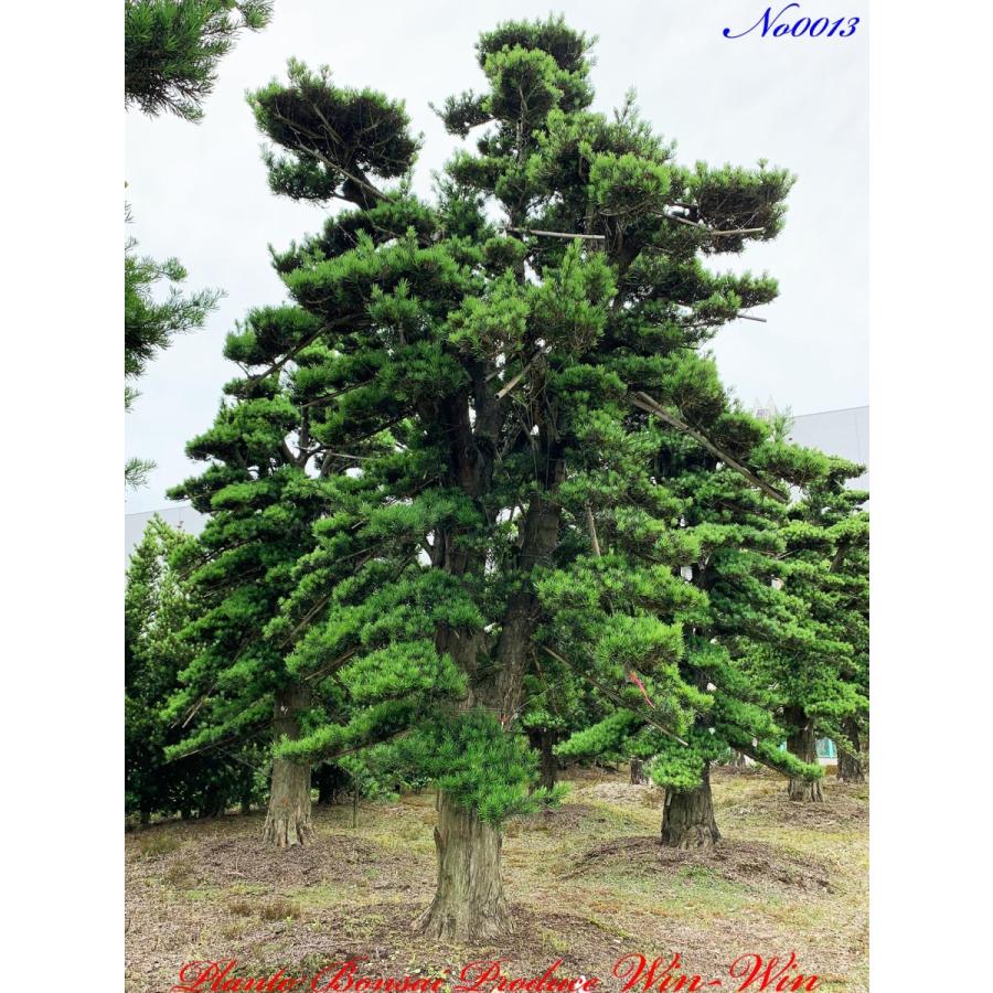植木 美景美観 羅漢槇(ラカンマキ)の大樹 No13 : PLANT・BONSAI