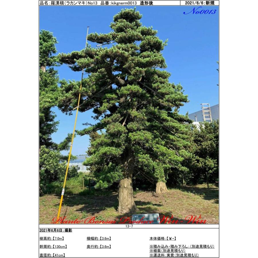 植木 美景美観 羅漢槇(ラカンマキ)の大樹 No13 : PLANT・BONSAI