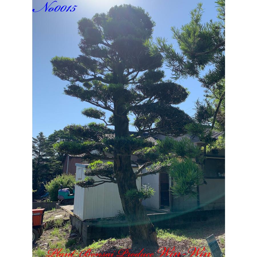 植木 美景美観 羅漢槇(ラカンマキ)の大樹 No15 : PLANT・BONSAI