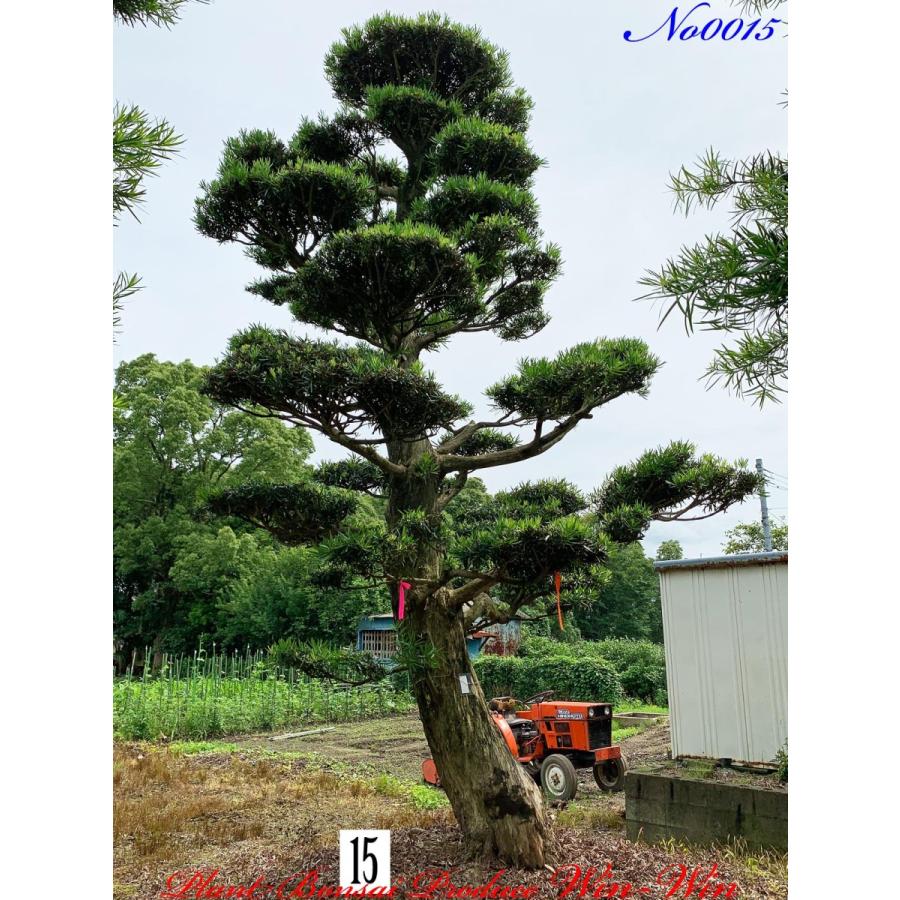 植木 美景美観 羅漢槇(ラカンマキ)の大樹 No15 : PLANT・BONSAI