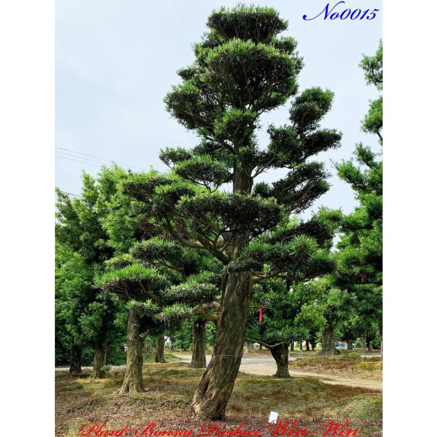 植木 美景美観 羅漢槇(ラカンマキ)の大樹 No15 : PLANT・BONSAI