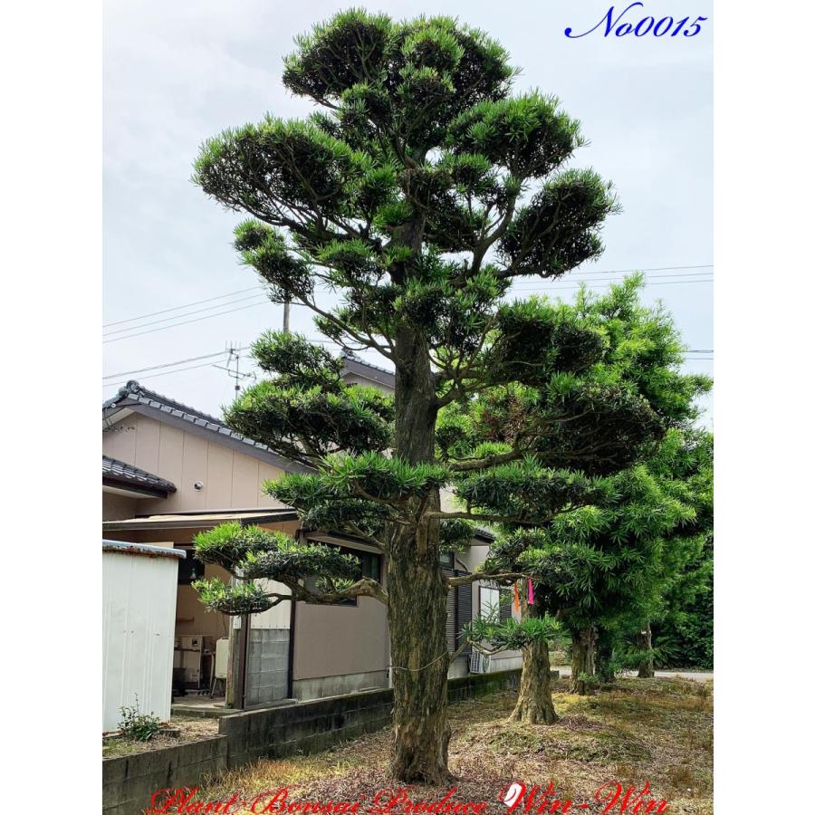 植木 美景美観 羅漢槇(ラカンマキ)の大樹 No15 : PLANT・BONSAI