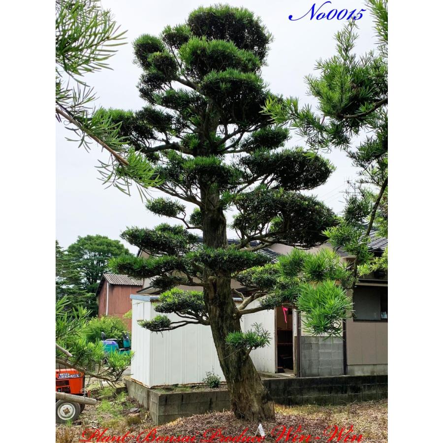 植木 美景美観 羅漢槇(ラカンマキ)の大樹 No15 : PLANT・BONSAI
