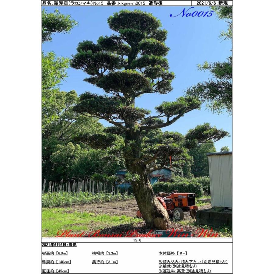 植木 美景美観 羅漢槇(ラカンマキ)の大樹 No15 : PLANT・BONSAI