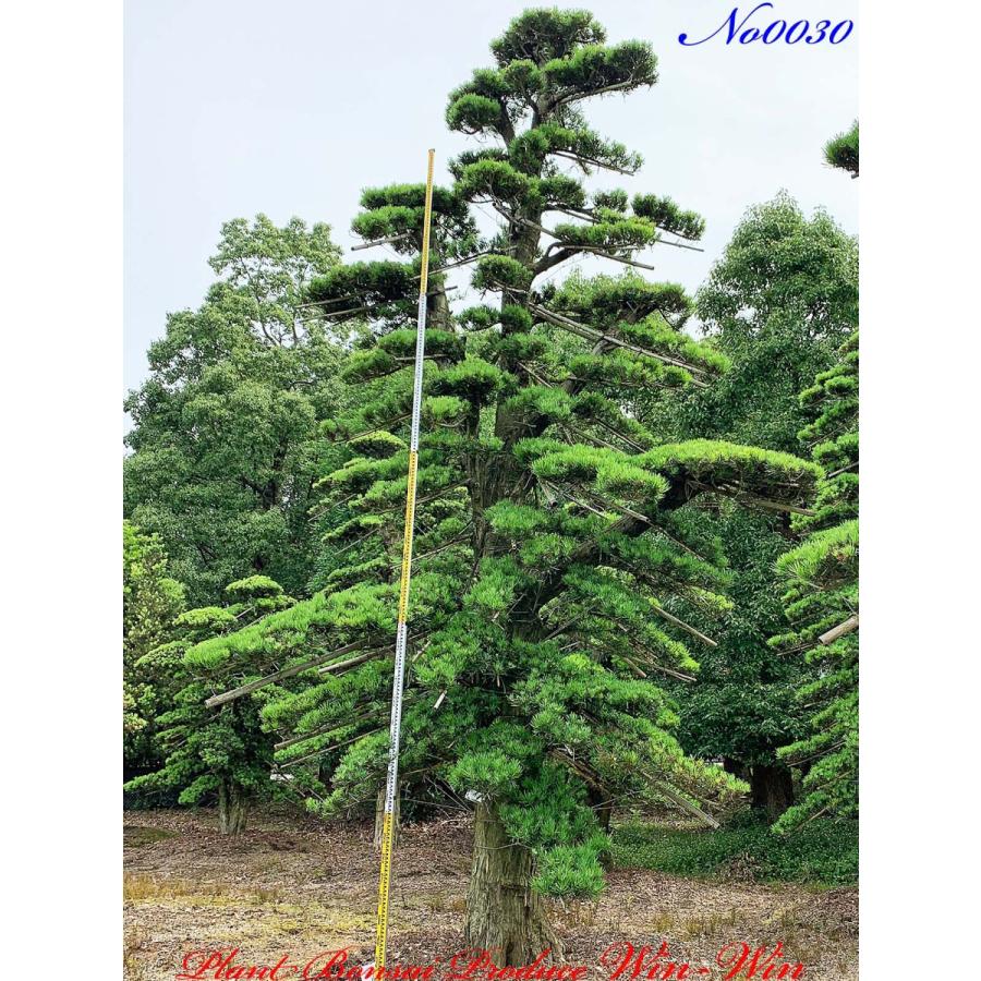 植木 美景美観 羅漢槇(ラカンマキ)の大樹 No30 : PLANT・BONSAI
