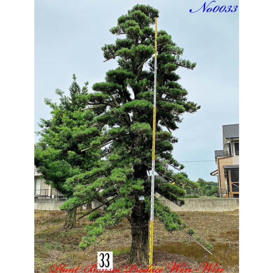 植木 Release 21年 羅漢槇 ラカンマキ の大樹 苗木 植木 New Release 美景美観 羅漢槇 ラカンマキ の大樹 No33 Kikgnermn0033 Plant Bonsai Produce Win Win