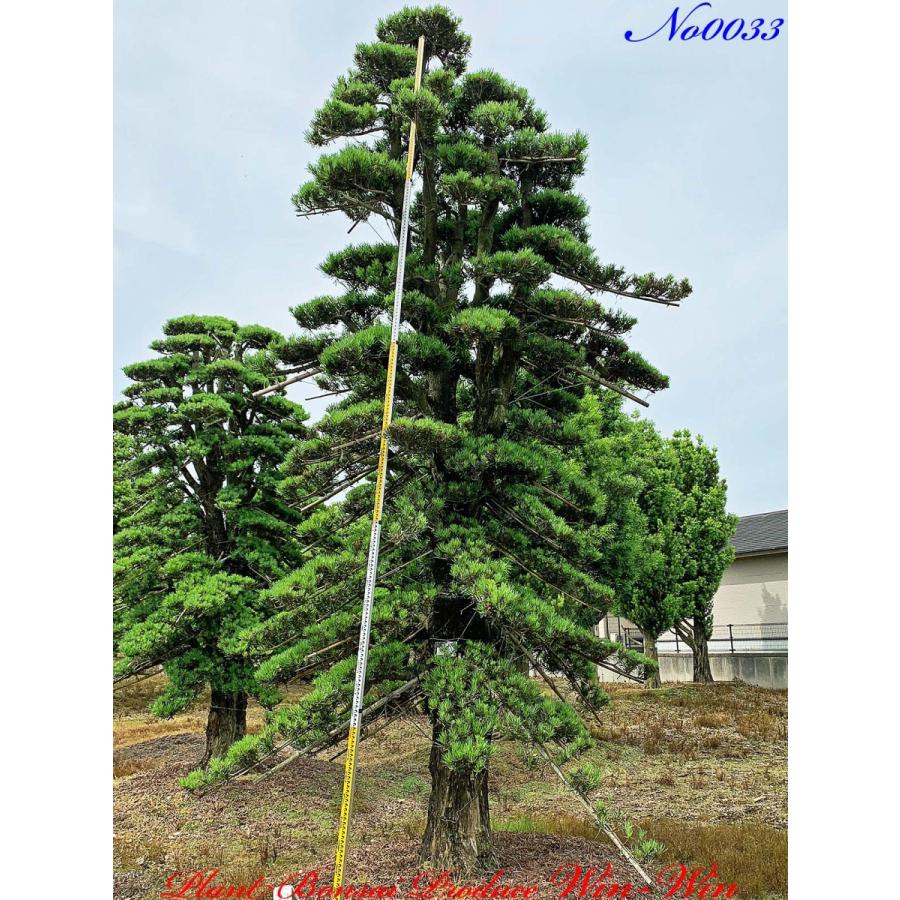 植木 Release 21年 羅漢槇 ラカンマキ の大樹 苗木 植木 New Release 美景美観 羅漢槇 ラカンマキ の大樹 No33 Kikgnermn0033 Plant Bonsai Produce Win Win