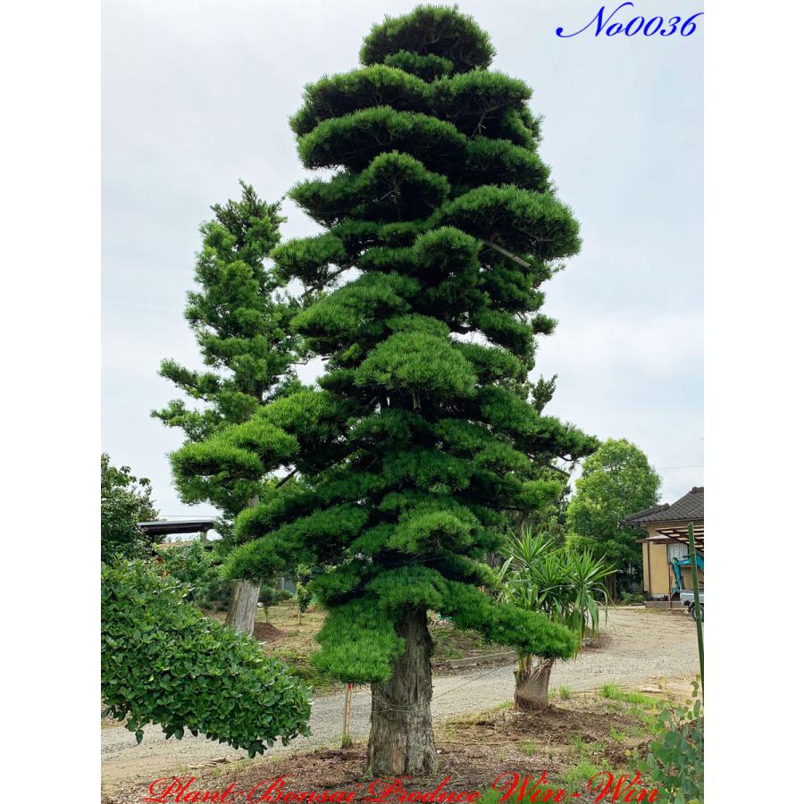 植木 美景美観 羅漢槇(ラカンマキ)No36 : PLANT・BONSAI・Produce・WIN