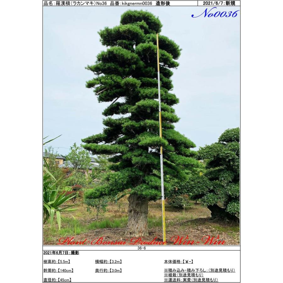 植木 美景美観 羅漢槇(ラカンマキ)No36 : PLANT・BONSAI・Produce・WIN